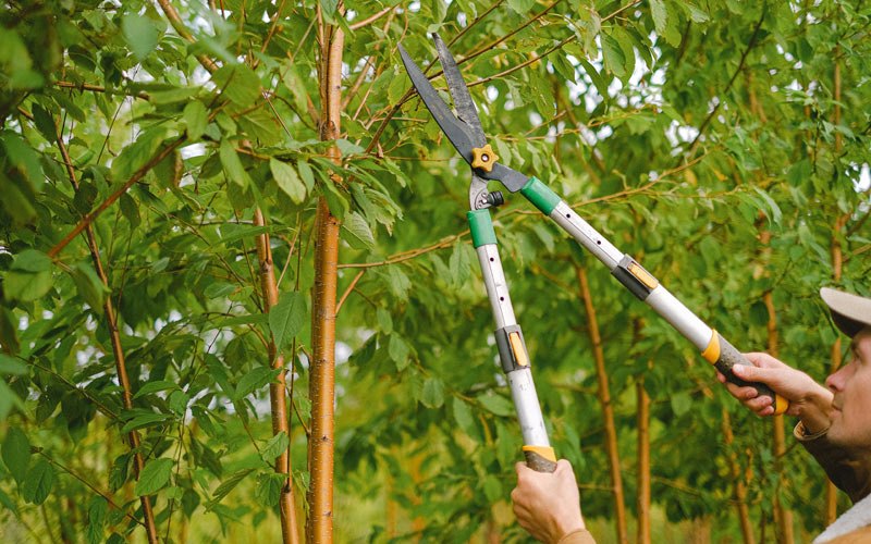 Tree trimming in Volborg, MT