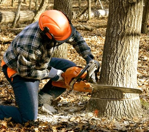 Tree Removal in Volborg, MT